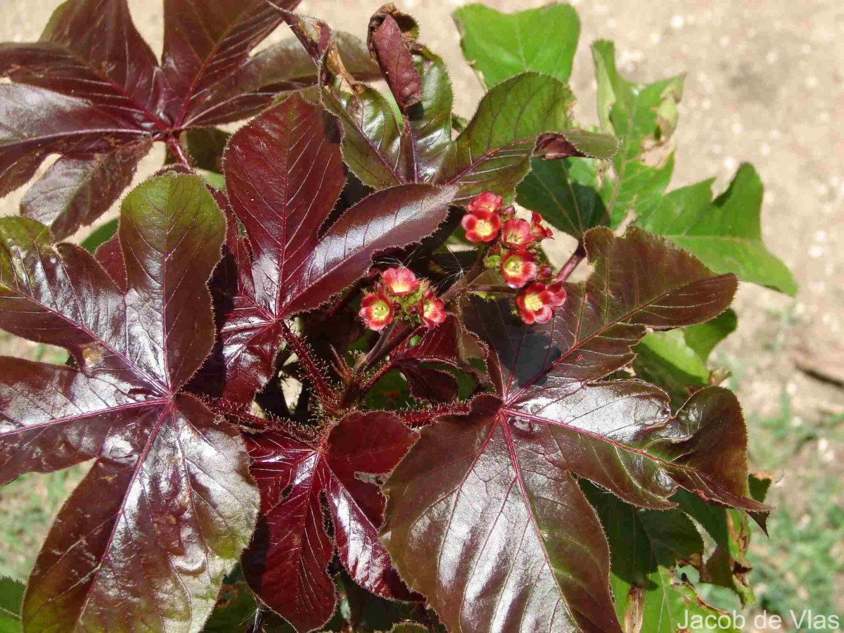 Jatropha gossypiifolia L.